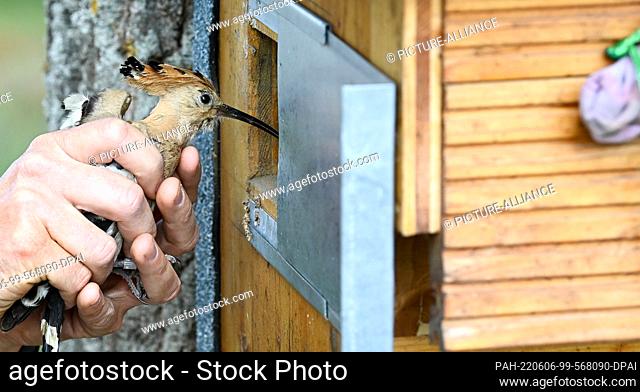 06 June 2022, Brandenburg, Potsdam: A hoopoe is held in the hand by a bird ringers in Sielmann's natural landscape Döberitzer Heide in order to be able to ring...