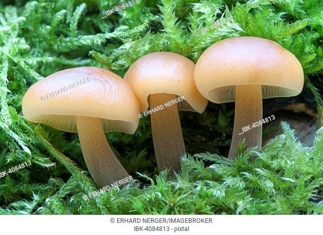 Winter Mushrooms or Enoki Mushrooms (Flammulina velutipes), Emsland, Lower Saxony, Germany