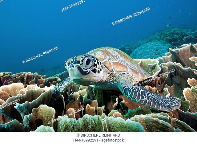 Green Sea Turtle, Chelonia mydas, Komodo National Park, Indonesia