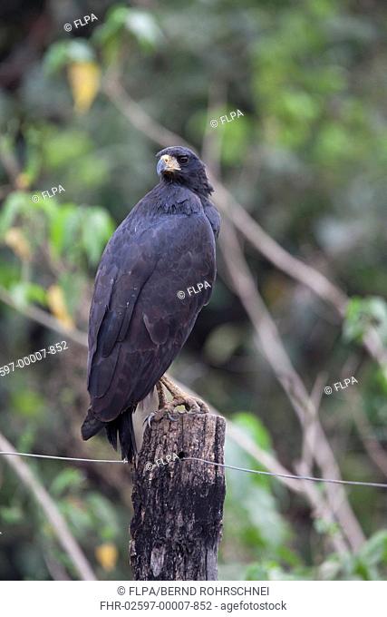 Great Black Hawk Buteogallus urubitinga adult, standing on fencepost, Pantanal, Mato Grosso, Brazil