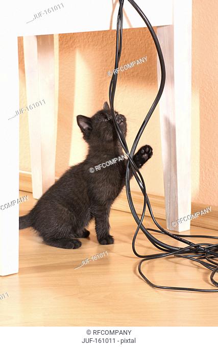 black kitten - playing with cables