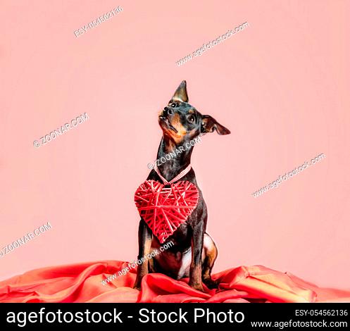 little curious puppy miniature pinscher with heart valentines day decor isolated on a pink background