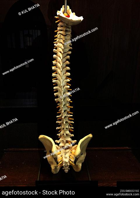 The full length of a human spine on display, Ontario, Canada. Vertebrae, facet joints, pelvic bone
