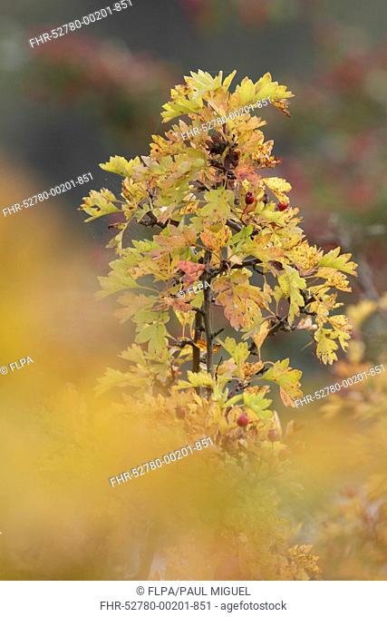 Common Hawthorn (Crataegus monogyna) close-up of leaves in autumn colour, West Yorkshire, England, September