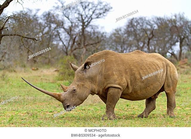 white rhinoceros, square-lipped rhinoceros, grass rhinoceros (Ceratotherium simum), with remarkable large in savanna, South Africa