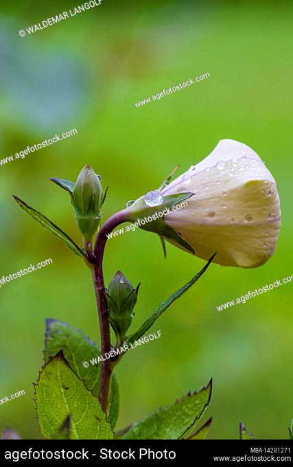 Peach-leaved bellflower, Campanula persicifolia, bud, flower, dewdrops