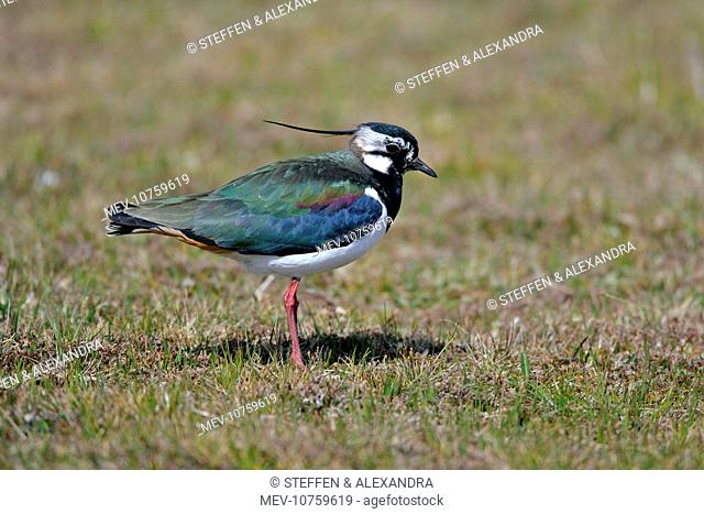 Peewit, Lapwing - adult with colourful gleaming plumage (Vanellus vanellus)