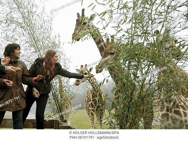 Patients Manuela Staffhorst and Kerstin Tschoertner (R) feed feed giraffes at Serengeti Park near Hodenhagen, Germany, 10 April 2013
