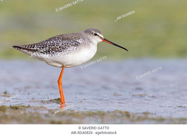 Spotted Redshank (Tringa erythropus), adult in winter plumage standing in the water, Campania, Italy