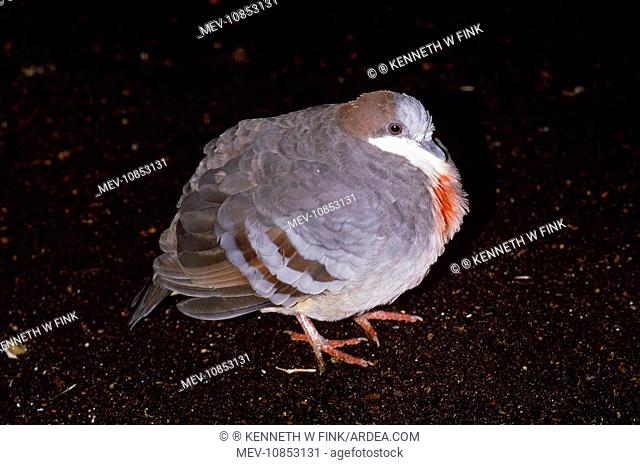 Luzon Bleeding Heart Pigeon (Gallicolumba luzonica)