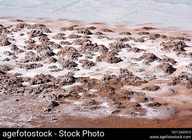 Stromatolites or stromatoliths on Tebenquiche lagoon, Atacama Desert, Chile. The lagoon is hypersaline and has a high arsenic content