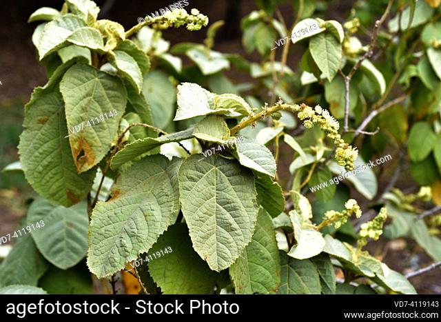 Higuerilla de Paposo (Croton chilensis) is a shrub endemic to northern Chile (Antofagasta)