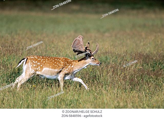 Damhirsch mit Bastgeweih im Hochsommer / Fallow Deer stag with velvet antler / Dama dama (dama) - (Cervus dama)