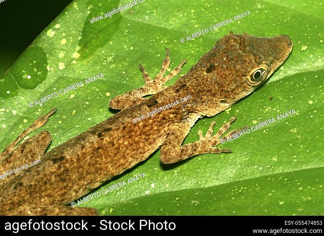 Tropical Lizard, Rainforest, Napo River Basin, Amazonia, Ecuador, America