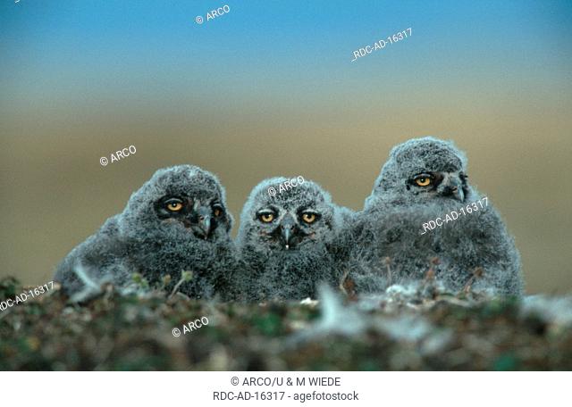 Snowy Owls chicks Barrow Alaska USA Nyctea scandiaca
