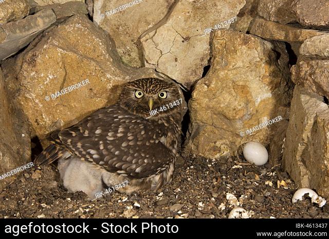 Little Owl (Athene noctua) female with young birds in breeding cavity, egg shells lying on the right, endangered bird species in Central Europe, Thuringia