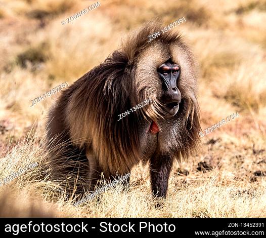 Gelada Baboon Theropithecus Gelada . Simien Mountains National Park. Geladas are great primates living in Ethiopia only. Africa