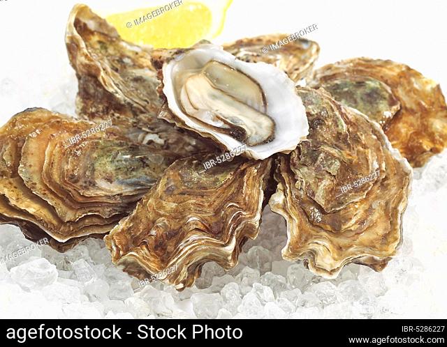 French oyster, called Marennes d'Oleron, ostrea edulis, seafood on ice