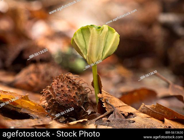 Seedling of common beech (Fagus sylvatica), growing amid leaf litter under dense shade in the forest, French Pyrenees, France, Europe