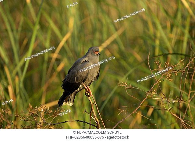 Snail Kite Rostrahamus sociabilis adult male, perched in reedbed, Florida, U S A