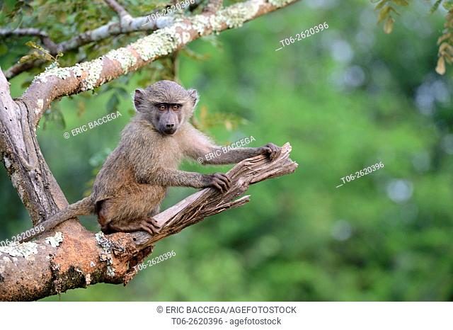 Young Olive baboon (Papio cynocephalus anubis) sitting in tree, Akagera National Park, Africa