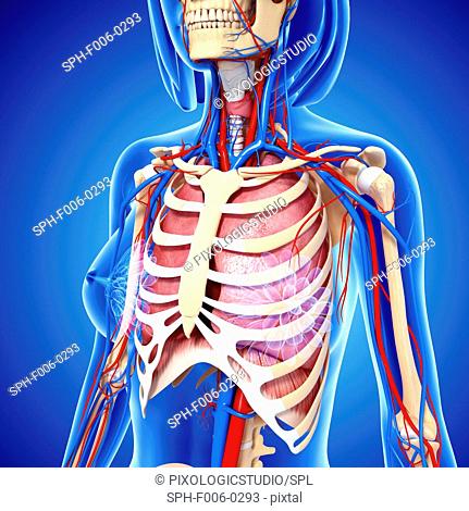 Female anatomy, computer artwork