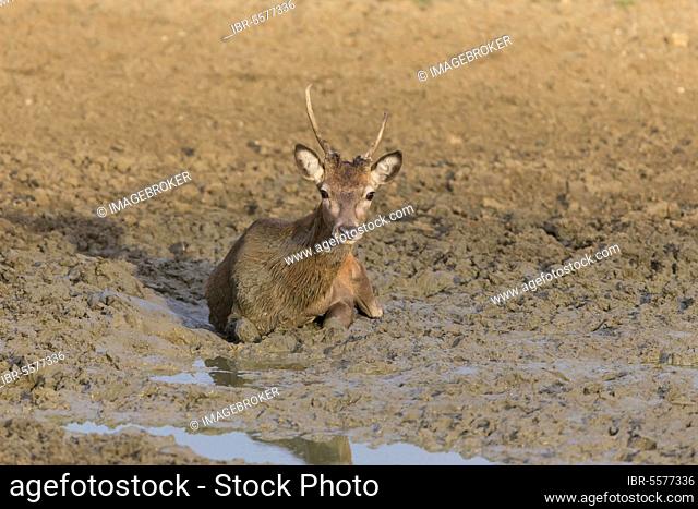 Red Deer (Cervus elaphus) young stag, wallowing in mud, Minsmere RSPB Reserve, Suffolk, England, United Kingdom, Europe