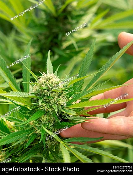 Farmer with hand controlling quality of blooming Marijuana. Organic Cannabis Sativa Female Plants with CBD. Legal plantation with high quality medicinal...