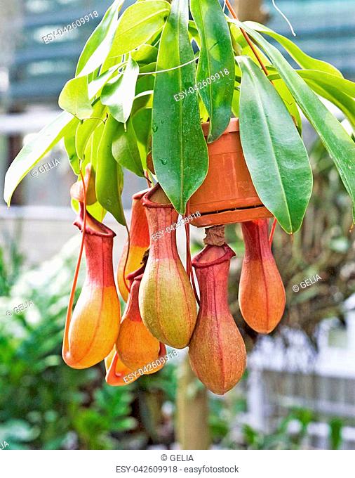 Nepenthes burkei is a tropical pitcher plant native to the Philippine