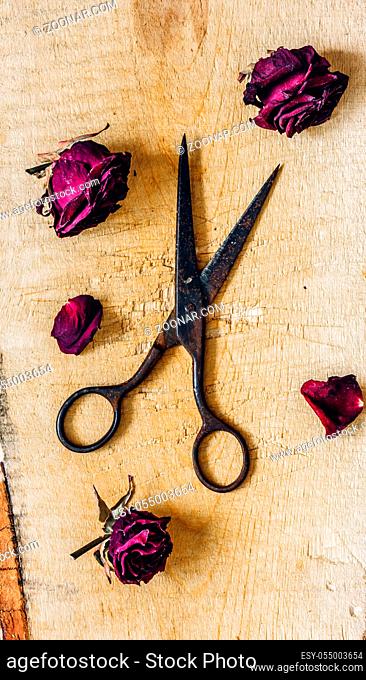 Rusty Scissors with Dry Rosebuds and Few Petals on Wooden Surface. Vertical Orientation
