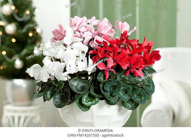 CYCLAMEN PERSICUM MIX (WHITE PINK RED)