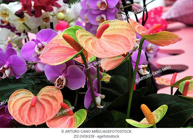 Calla lilies. Beatrix Pavilion, Keukenhof, Lisse, The Netherlands