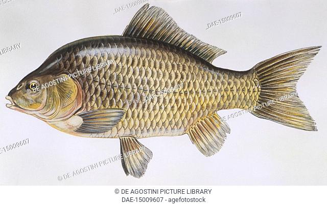 Prussian carp (Carassius gibelio), illustration. Fishes, Cypriniformes, Cyprinidae