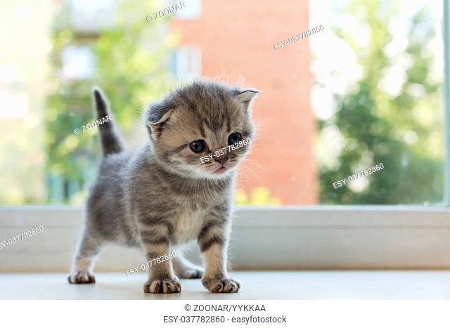 Beautiful little tabby kitten on window sill. Scottish Fold breed