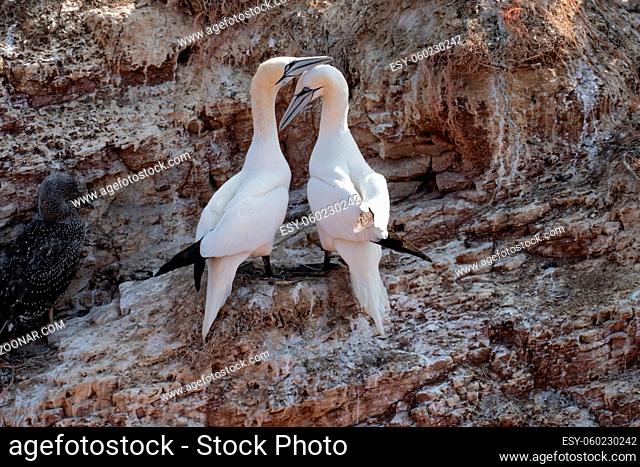 Two gannets cuddle with each other, beaks together. Welcome after landing on a rock. Sea in the background. Helgoland