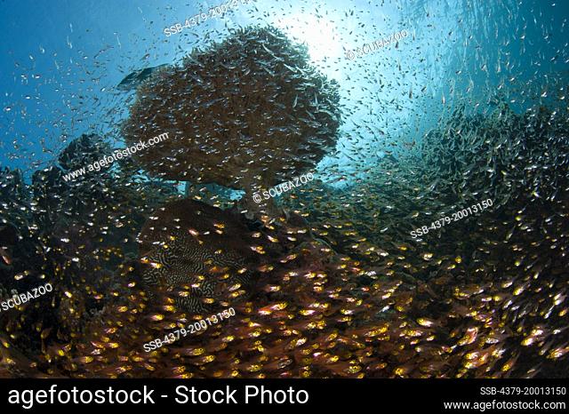 A school of Golden Sweeper fish, Glassfish, Parapriacanthus ransonneti, under a table coral, Acropora sp., on a coral reef, Dusit Thani, Maldives