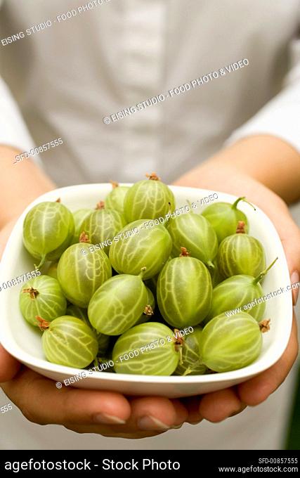 Hands holding a bowl of fresh gooseberries