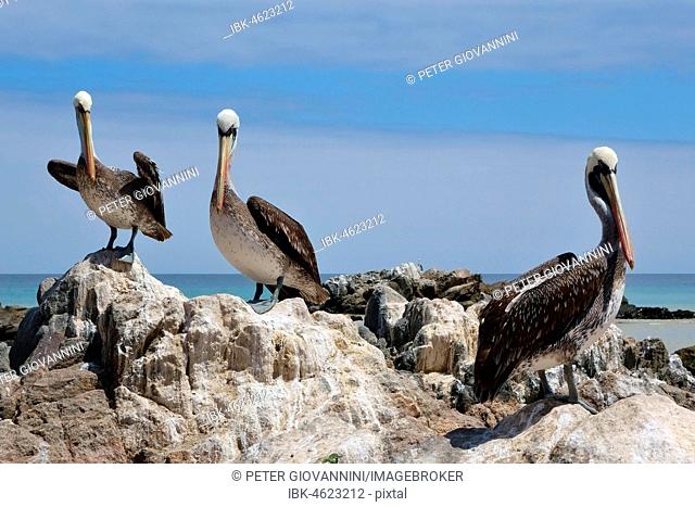 Peruvian Pelicans (Pelecanus thagus) on rocks, Pan de Azúcar National Park, near Chañaral, Región de Atacama, Chile