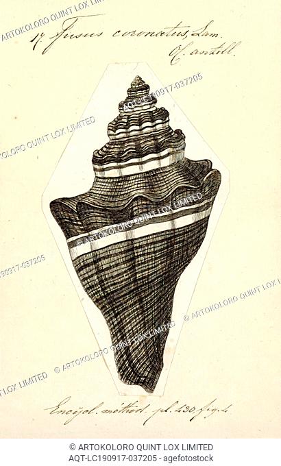 Fusus coronatus, Print, Fusus is a genus of small to large sea snails, marine gastropod mollusks in the family Fasciolariidae