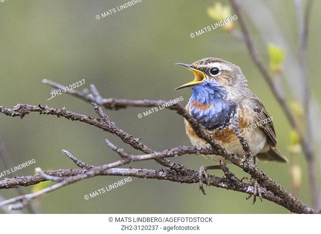 Bluethroat, Luscinia svecia, sitting in a birch tree in spring time, singing with open beak, Gällivare county, Swedish Lapland, Sweden