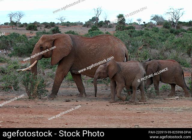 FILED - 24 August 2022, Kenya, Tsavo: An adult elephant and two young elephants walk through Tsavo East National Park. Tsavo East is considered the largest...