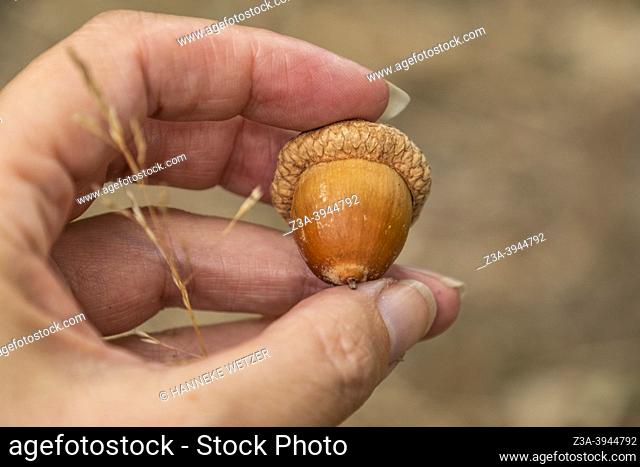 Closeup of a hand holding an acorn