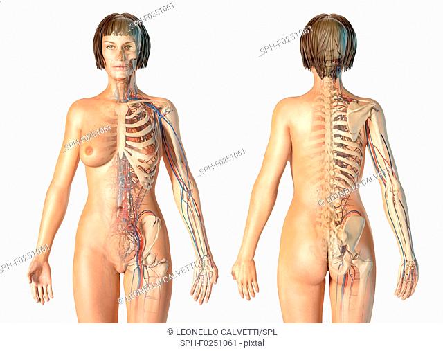 Female skeletal and cardiovascular systems, illustration