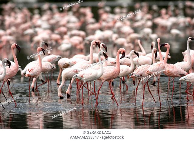 Lesser Flamingo, phoenicopterus minor, Colony at Nakuru Lake in Kenya