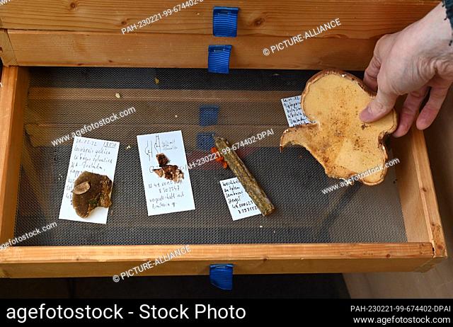 PRODUCTION - 01 February 2023, Baden-Württemberg, Karlsruhe: In a drying cabinet at the State Museum of Natural History in Karlsruhe are various mushrooms that...