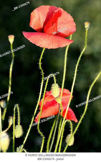 Poppies (Papaver rhoeas), flowers, buds and seed pods