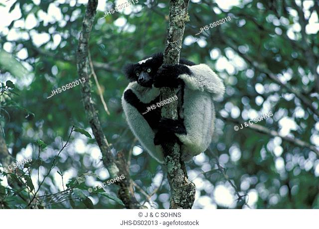 Indri, Indri indri, Perinet Game Reserve, Madagascar, Africa, adult on tree