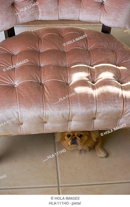 High angle view of a dog lying under a chair