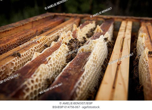 Reportage on a beekeeper in Haute-Savoie, France, who produces organic mountain honey. Arnaud has 250 bee hives managed organically