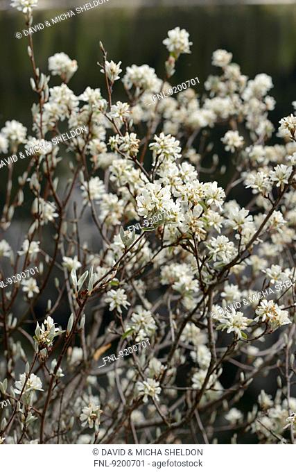 Close-up of snowy mespilus blossoms